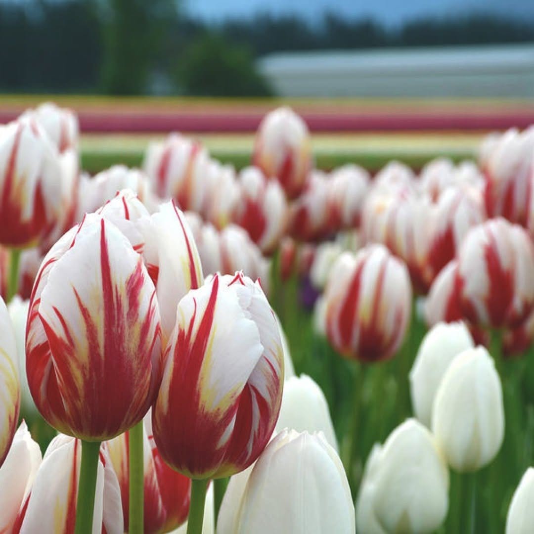 Tulip-shaped nails with colorful stripes