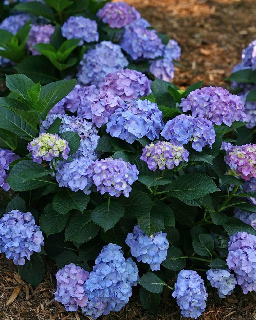 Hydrangea clusters on a pale lavender nail