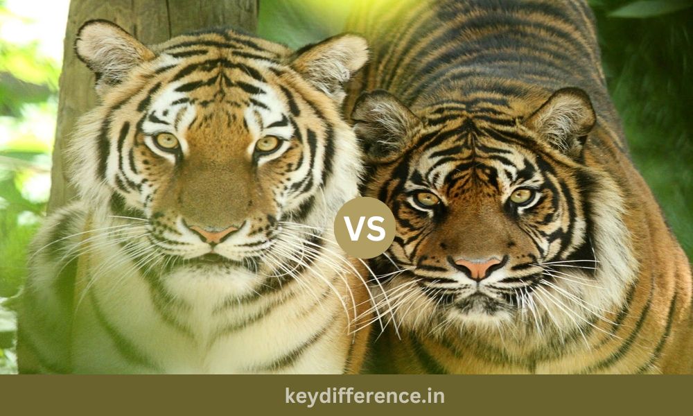 Bengal Tigers and Sumatran Tigers