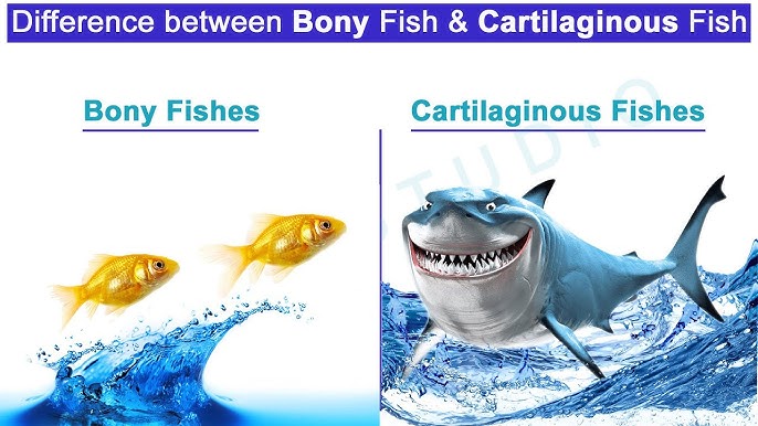 Cartilaginous Fish and Bony Fish