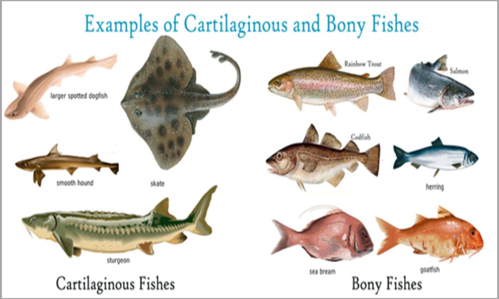 Cartilaginous Fish and Bony Fish