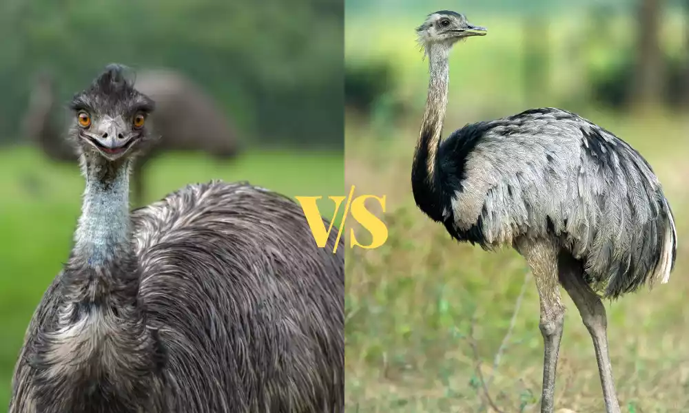 Emu and Rhea
