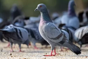 Female Pigeon
