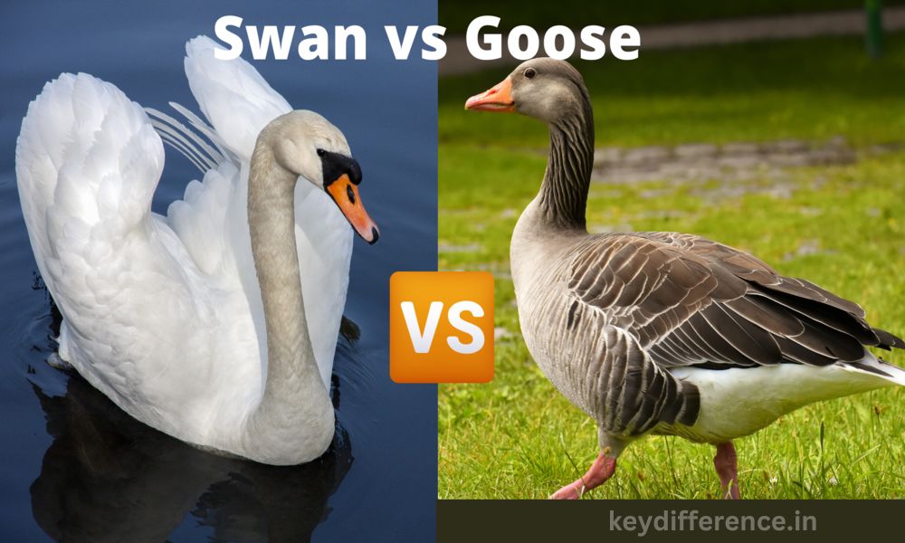 Best 7 Difference Between Goose and Swan