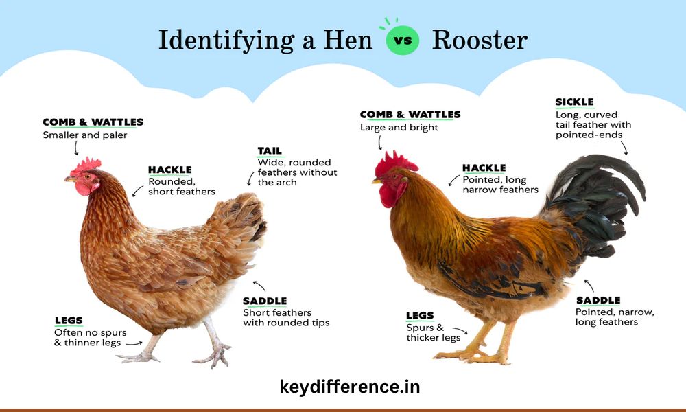 Top 13 Difference Between Hens and Roosters
