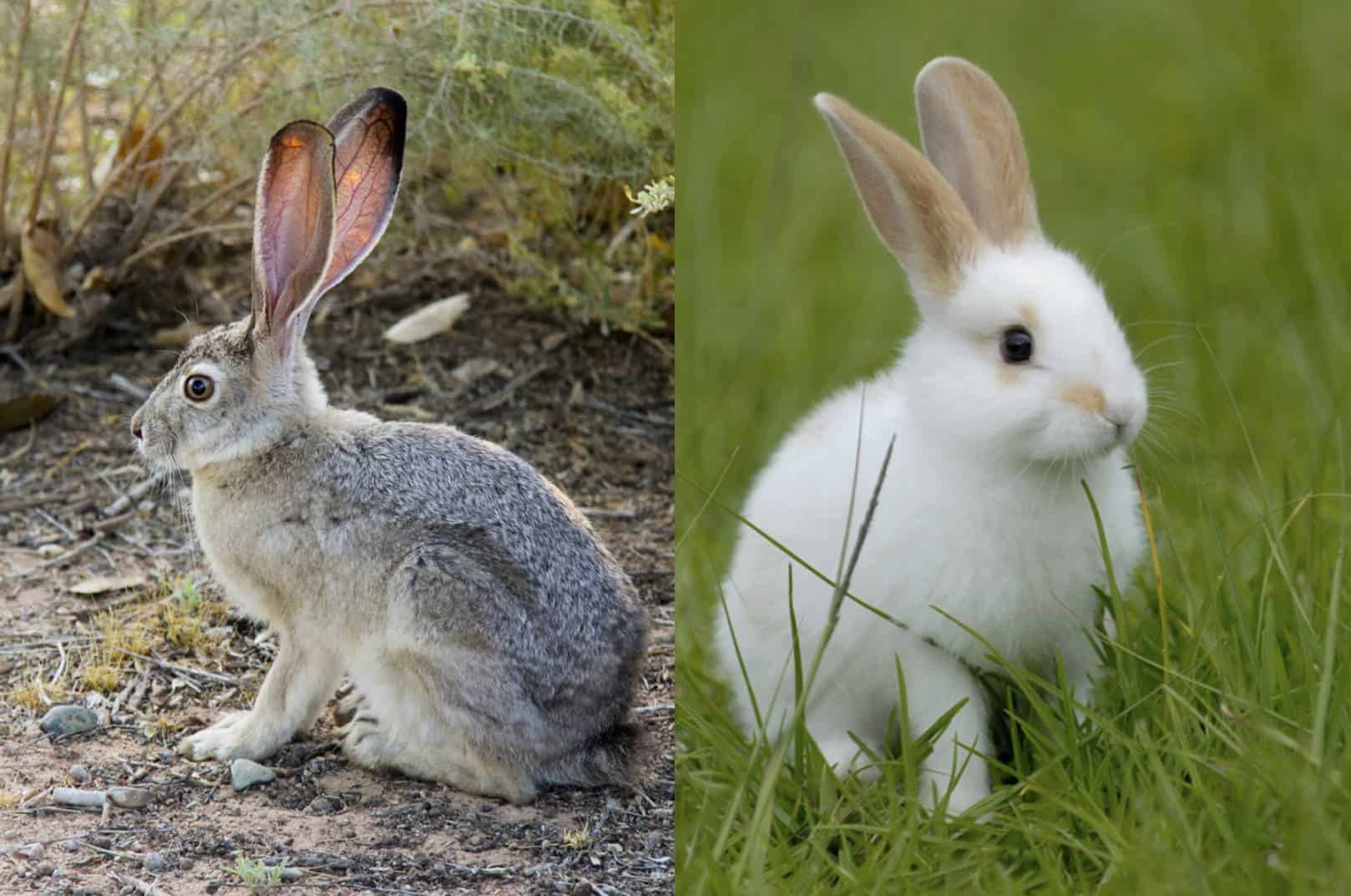 Jackrabbit-VS-Rabbit