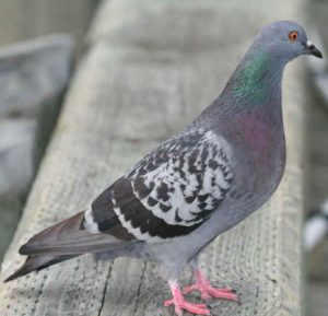 Male Pigeon