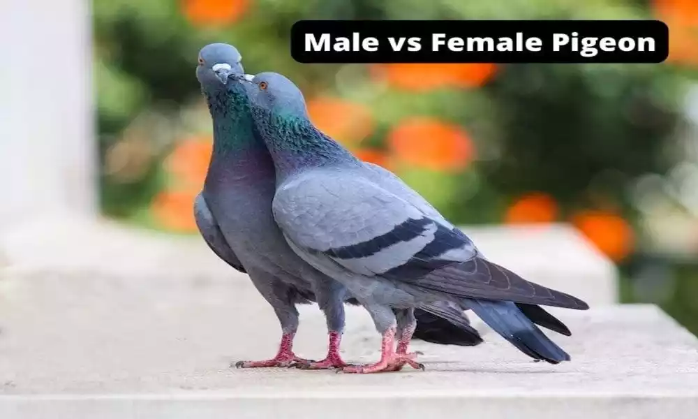Difference Between Male and Female Pigeon