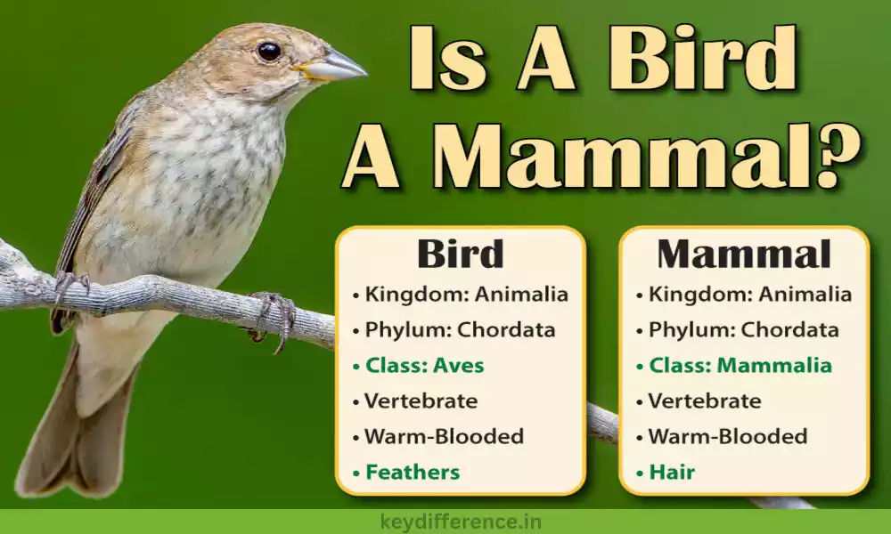 Different Between Mammals and Birds