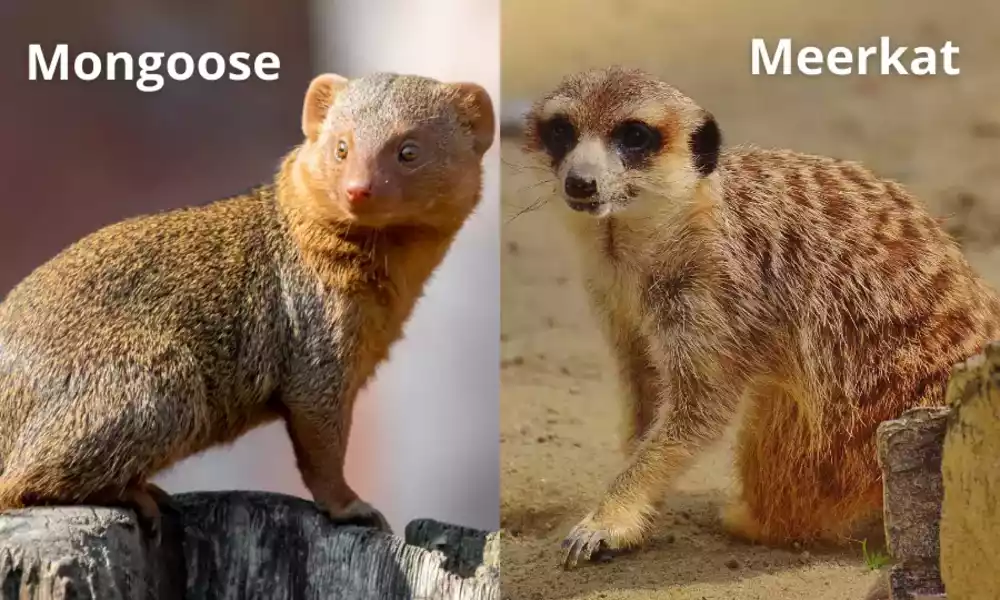 Difference Between Mongoose and Meerkat