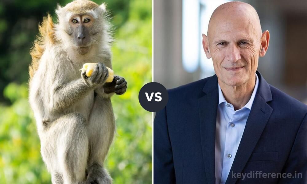 Difference Between Monkey and Human
