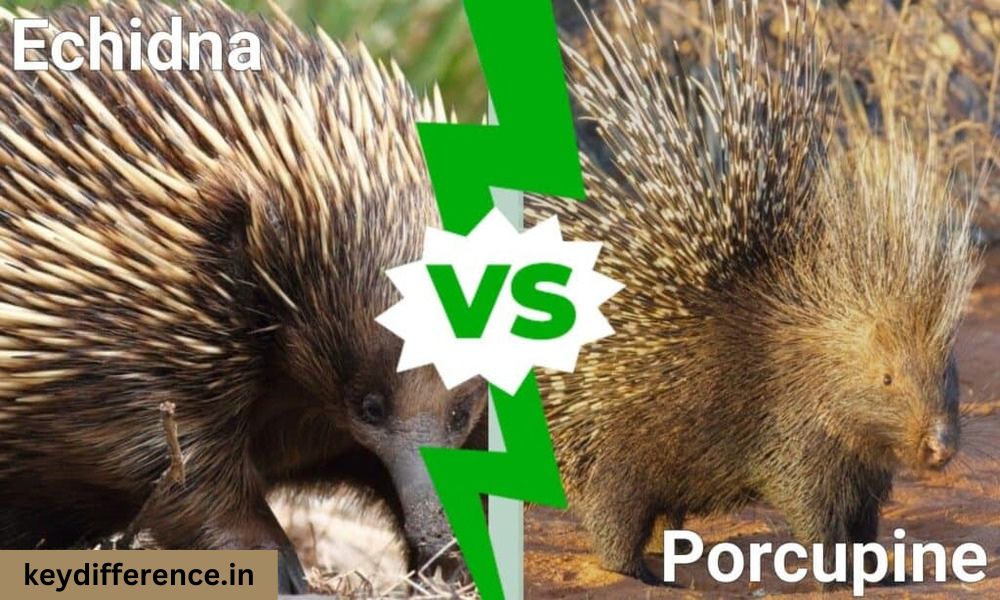 Top 10 Difference Between Porcupine and Echidna