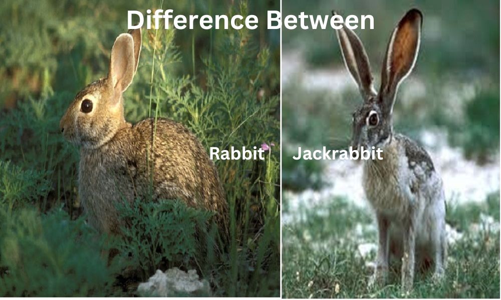 Rabbit and Jackrabbit