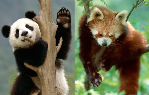  Red Panda and Giant Panda