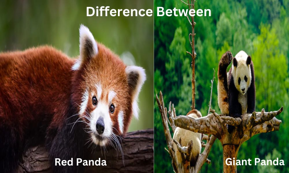 Red Panda and Giant Panda