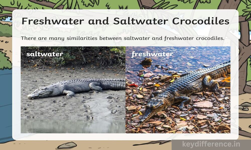 Saltwater and Freshwater Crocodiles