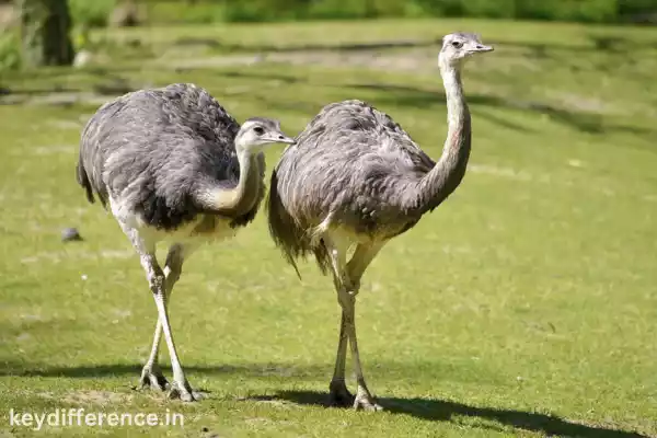 South American ostriches