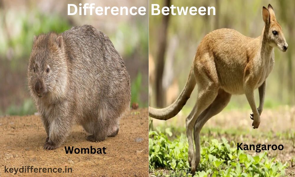 What is The Difference Between Wombat and Kangaroo?