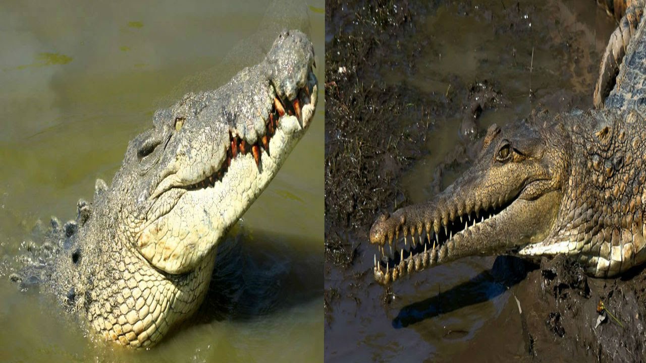 saltwater and freshwater crocodiles