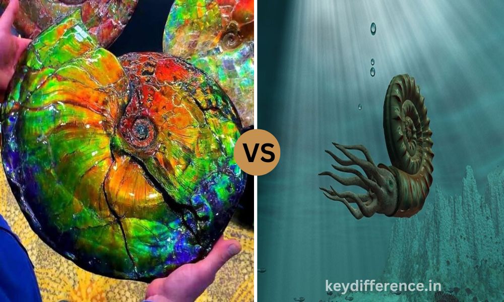 Best 10 Difference Between Ammonite and Ammolite