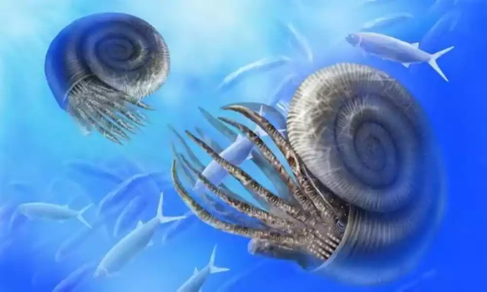  Ammonite