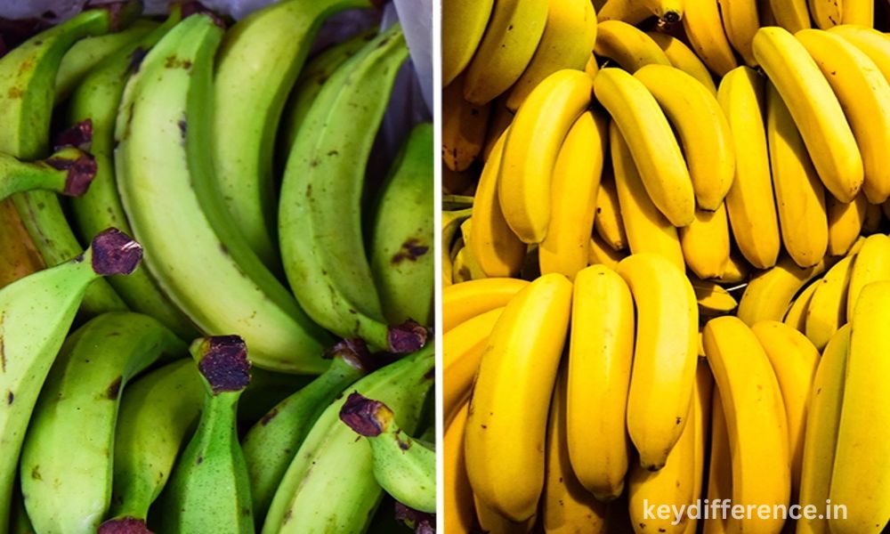Best 10 Difference Between Banana and Plantain