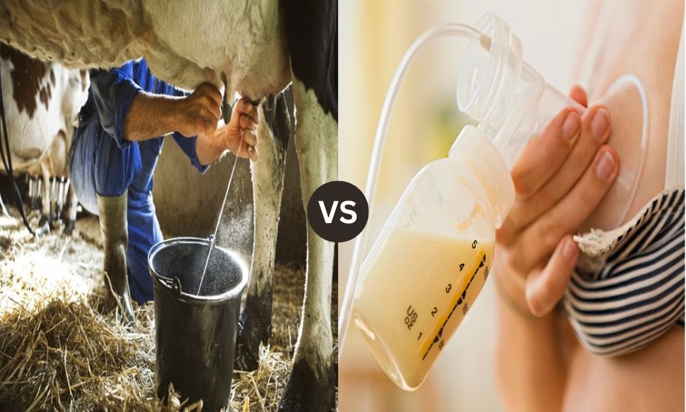 Top 10 Differences Between Breast Milk and Cow Milk