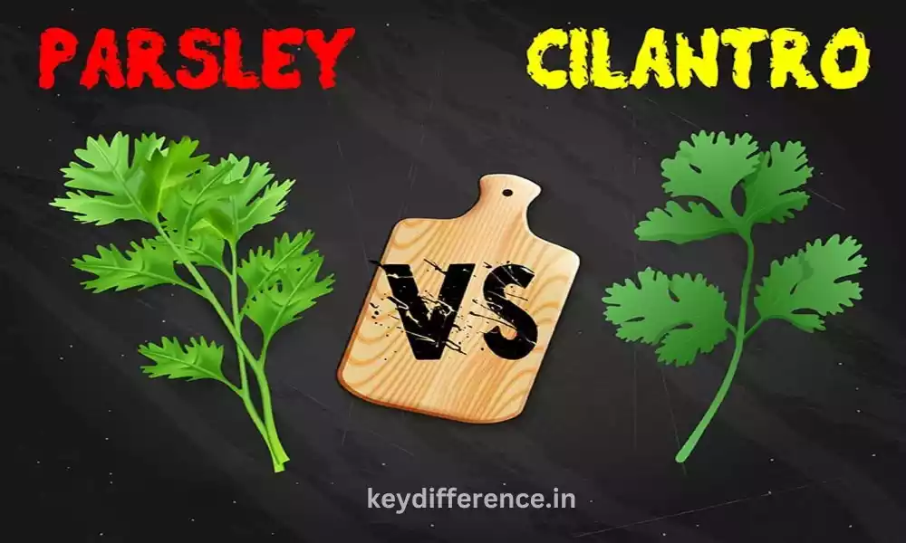 Best 12 Difference Between Cilantro and Parsley