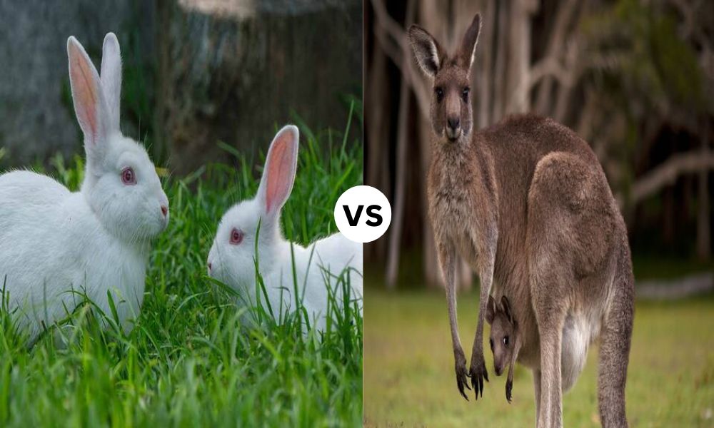 Top 5 Difference Between Kangaroo and Rabbit