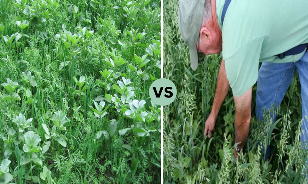 Difference Between Nurse Crop and Cover Crop