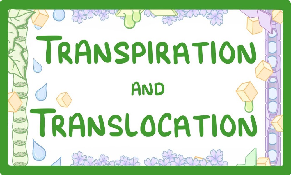 Transportation and Translocation