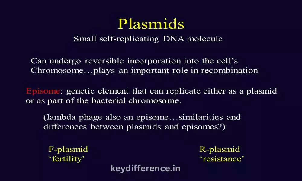F Plasmid and R Plasmid