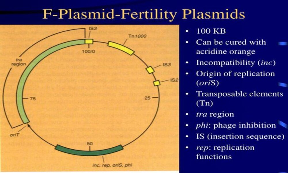 F Plasmid