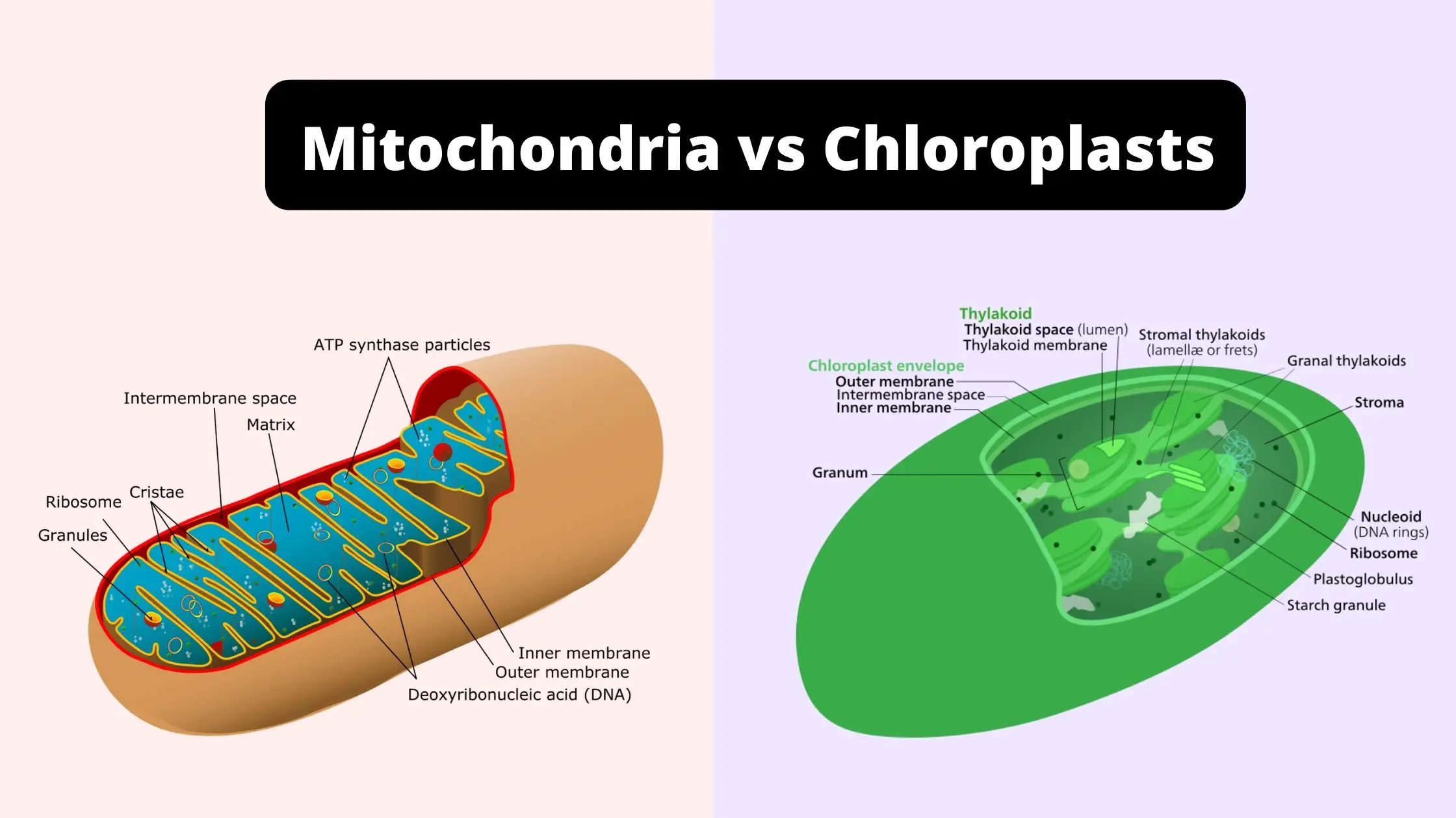 Presence in chloroplasts and mitochondria