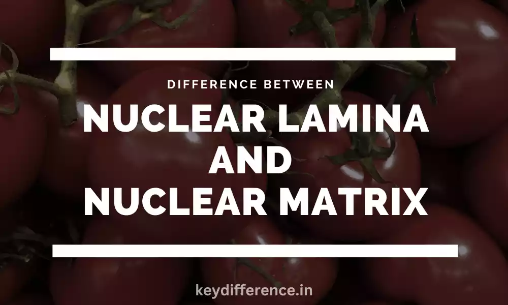 Difference Between Nuclear Lamina and Nuclear Matrix