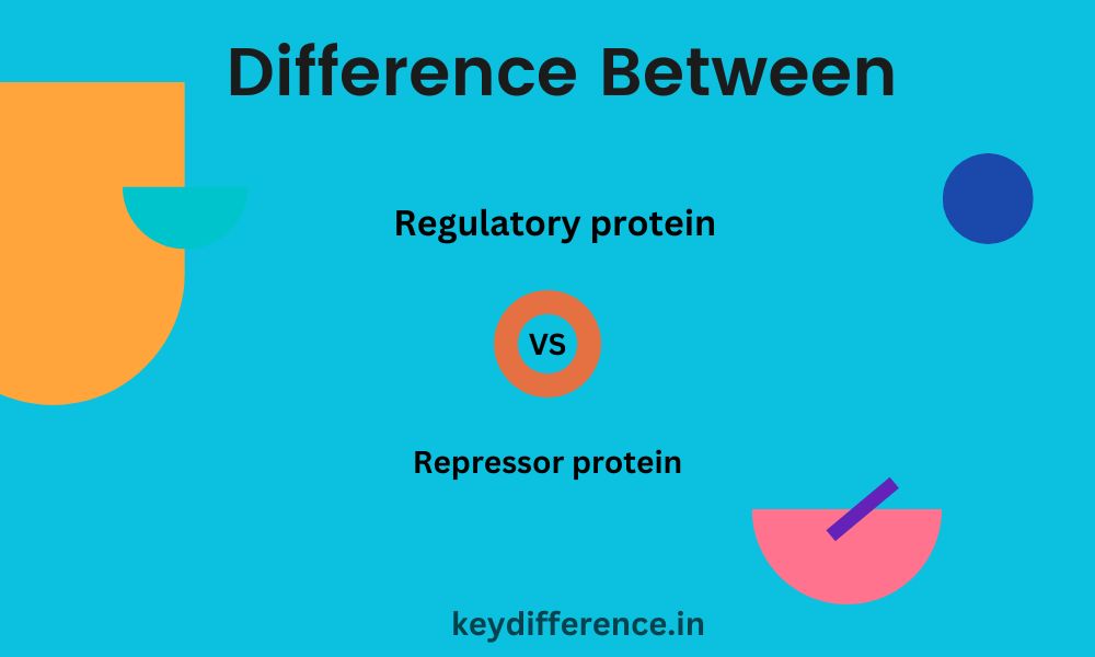 Regulatory and Repressor Protein