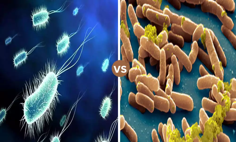 Difference Between Salmonella typhi and Salmonella typhimurium
