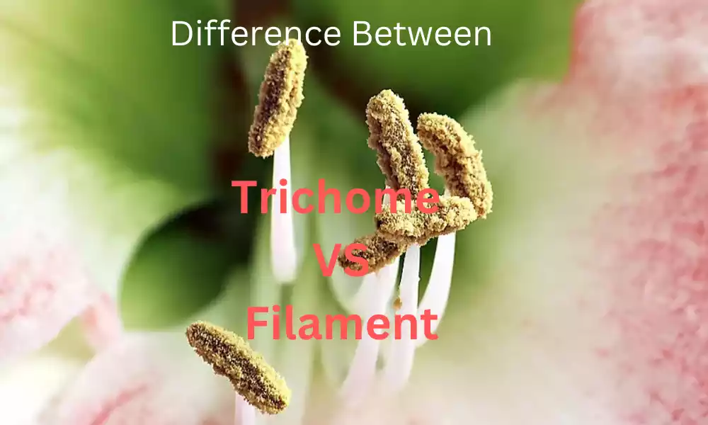 Difference Between Trichome and Filament