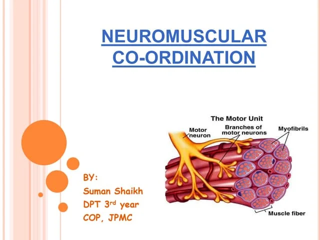 Regulating muscle contraction and coordination