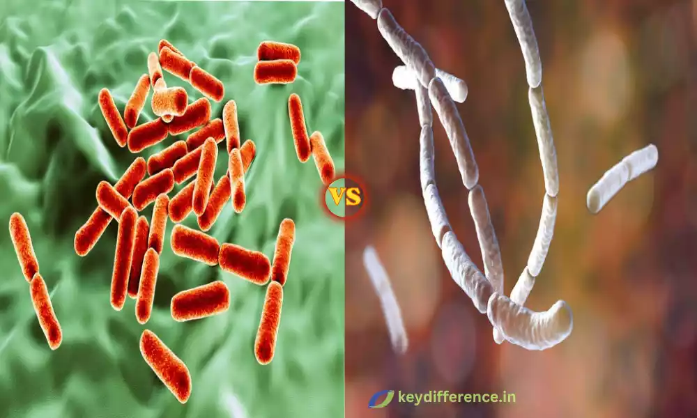 What is the Difference Between Bacillus Clausii and Bacillus Subtilis