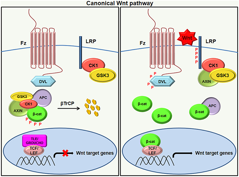 Canonical WNT Pathway