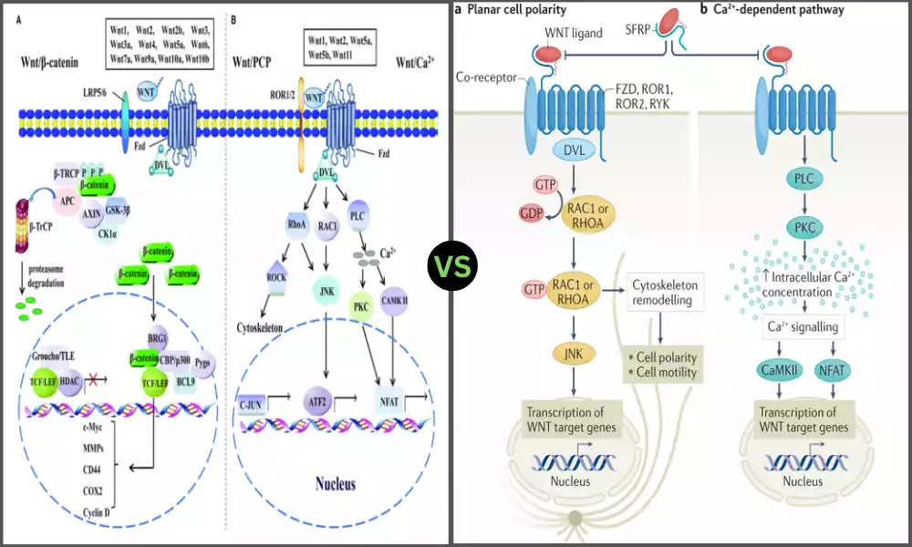 Top 9 Difference Between Canonical and Noncanonical WNT Pathway