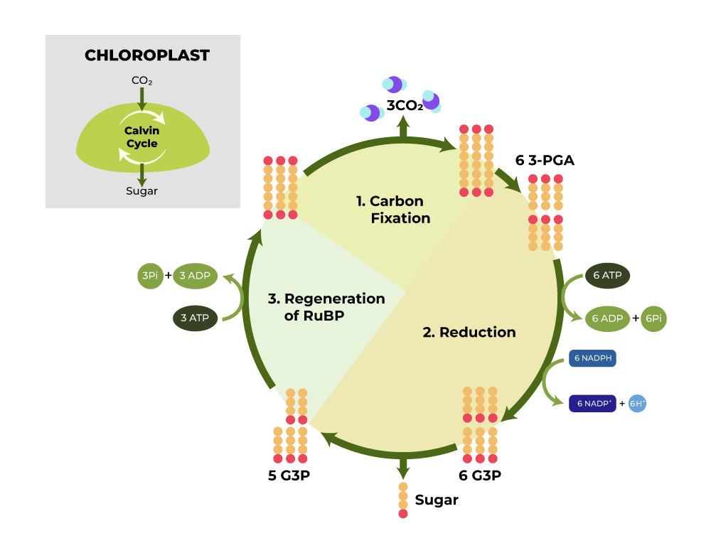 Chloroplastic Glycolysis