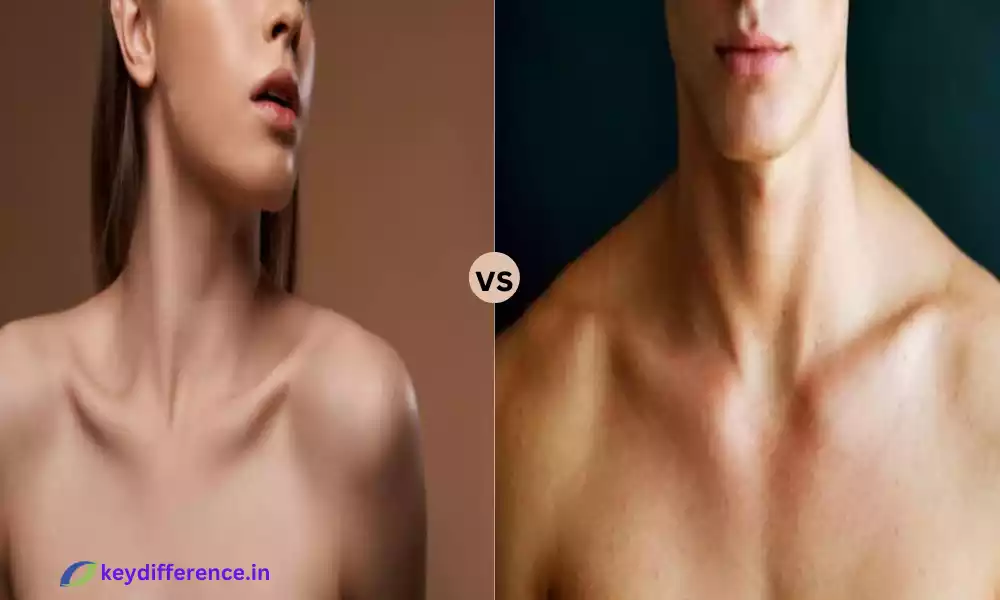 Difference Between Male and Female Clavicle