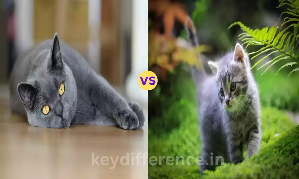 Difference Between Chartreux and British Shorthair