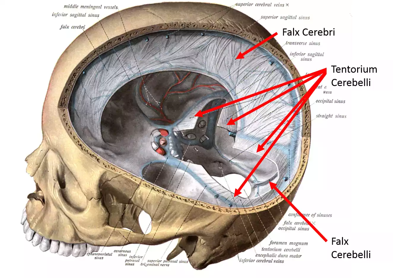 Cranial Dura