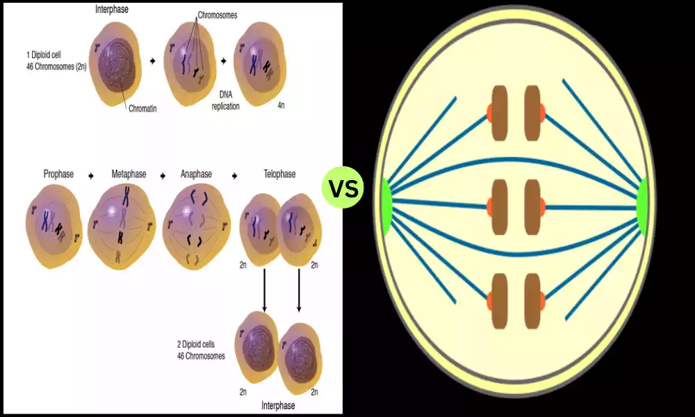 Open and Closed Mitosis
