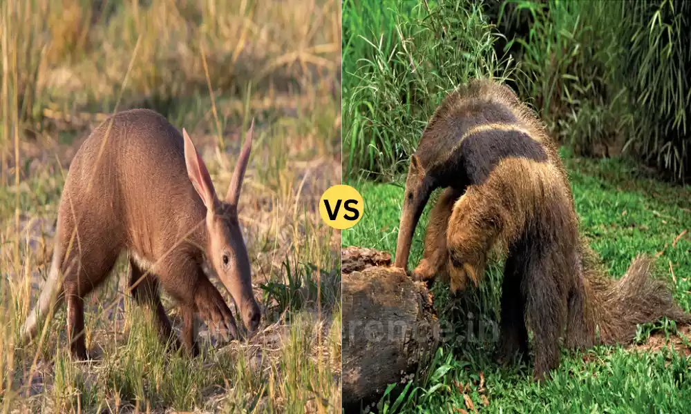 Aardvark and Anteater