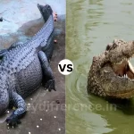Alligator and Crocodile