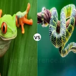 Amphibian and Reptile